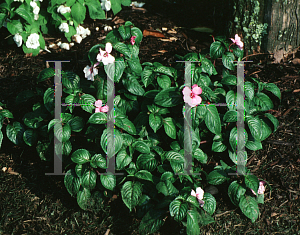 Picture of Impatiens flaccida 