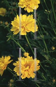 Picture of Coreopsis grandiflora 'Sunray'