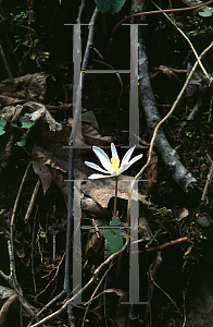 Picture of Sanguinaria canadensis 