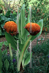 Picture of Haemanthus coccineus 