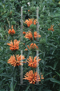 Picture of Leonotis leonurus 