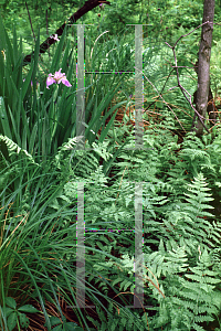 Picture of Iris versicolor 