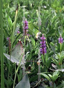 Picture of Pontederia cordata 