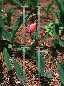 Picture of Cypripedium acaule 