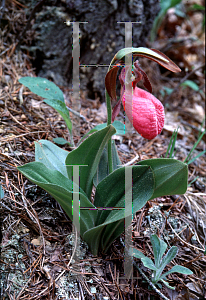 Picture of Cypripedium acaule 