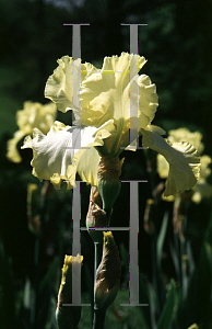 Picture of Iris germanica 'Lemon Lyric'