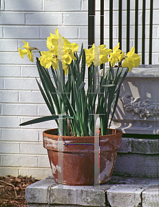 Picture of Narcissus  