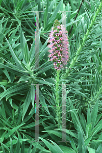 Picture of Echium candicans 