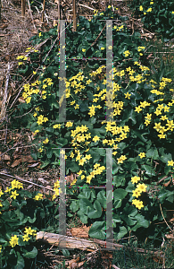 Picture of Caltha palustris 