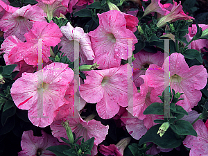 Picture of Petunia x hybrida 'Pastel Splash'