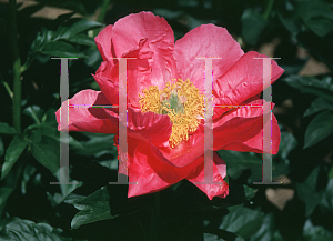 Picture of Paeonia lactiflora 'Paula Fay'