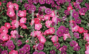Picture of Petunia x hybrida 'Light Pink Pearls'