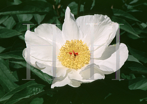 Picture of Paeonia lactiflora 'Le Jour'