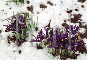 Picture of Iris reticulata 