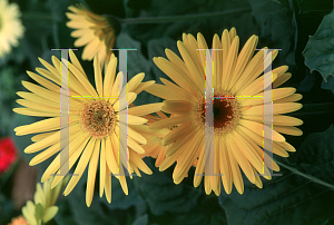 Picture of Gerbera jamesonii 