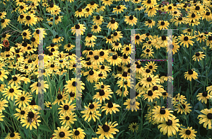 Picture of Rudbeckia hirta 