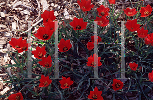 Picture of Tulipa batalinii 'Red Jewel'