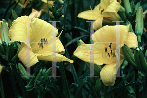 Picture of Hemerocallis  'Buttered Popcorn'