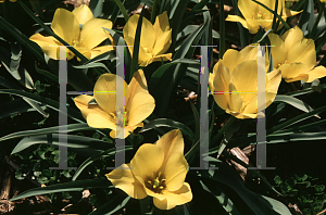 Picture of Tulipa batalinii 'Bright Gem'