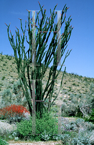 Picture of Fouquieria splendens 