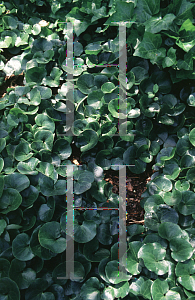 Picture of Asarum europaeum 