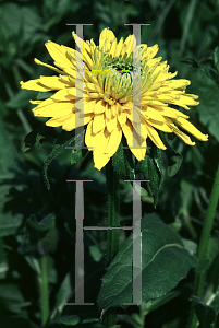 Picture of Rudbeckia hirta 'Double Gold'