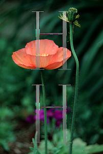 Picture of Papaver nudicaule 