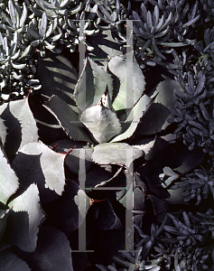 Picture of Agave parryi '~Species'