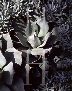 Picture of Agave parryi 