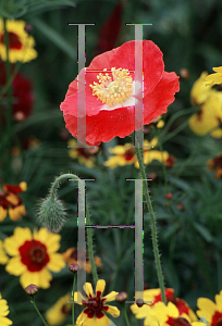 Picture of Papaver rhoeas 