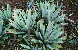 Picture of Agave macroacantha '~Species'