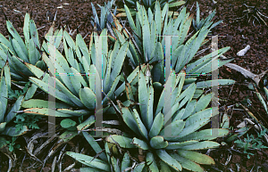 Picture of Agave macroacantha 