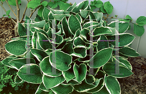 Picture of Hosta fortunei 'Francee'