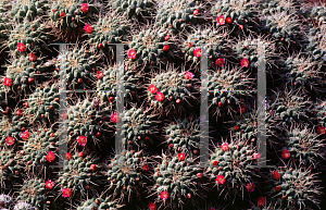 Picture of Mammillaria compressa 