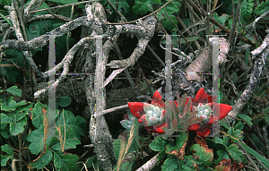 Picture of Dudleya farinosa 