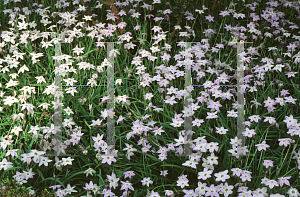 Picture of Ipheion uniflorum 