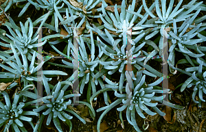 Picture of Dudleya hassei 