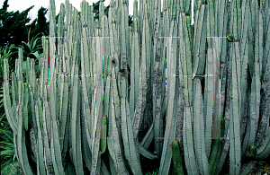 Picture of Euphorbia canariensis 