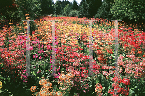 Picture of Primula florindae 