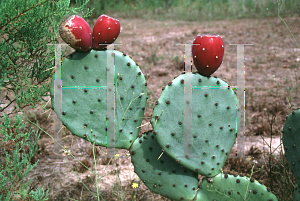 Picture of Opuntia phaeacantha var. discata 