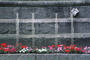 Picture of Impatiens walleriana 