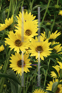 Picture of Helianthus maximilianii 