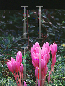 Picture of Colchicum autumnale 