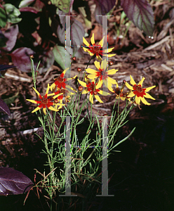 Picture of Coreopsis tinctoria 'Mardi Gras'