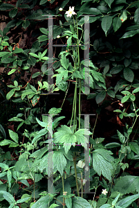 Picture of Anemone virginiana 