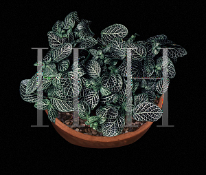 Picture of Fittonia verschaffeltii var. argyoneura 