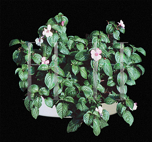 Picture of Impatiens flaccida 