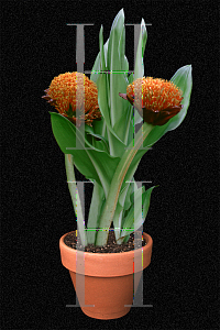 Picture of Haemanthus coccineus 