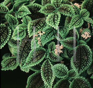 Picture of Pilea involucrata 