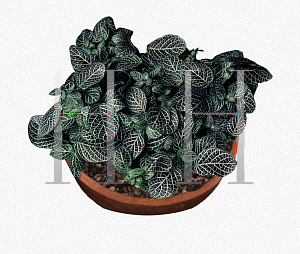 Picture of Fittonia verschaffeltii var. argyoneura 